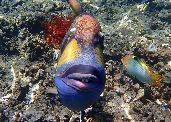 United Colors Of レンボンガン島